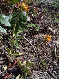 Image result for Kalanchoe lanceolata