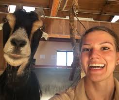 CUBdate: Maple and Willow continue to thrive under the care of their new  Stone Zoo family! The sisters have taken their arrival quarantine in  stride, remaining their curious and playful selves. A