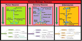 Welcome to the world of microbiology. Leaving Cert Biology Mind Maps Leaving Cert Mindmaps
