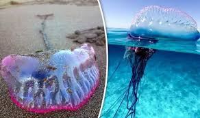 The stings suffered by seven people are said to have been minor, although five of the seven. Benidorm Holiday Warning Seven Stung By Killer Portuguese Man O War Jellyfish In Benidorm Travel News Travel Express Co Uk