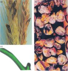 Can pineapple tidbits, drained ¼ cup maraschino cherries drained and sliced Quercus Rubra An Overview Sciencedirect Topics