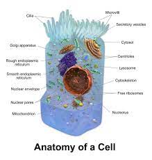 Mitochondria Facts And Disease Dna Outside The Nucleus Cell Biology Cell Theory Biology