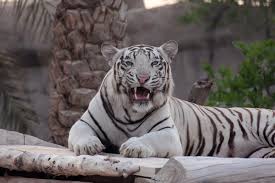 Check spelling or type a new query. White Tiger Endangered Species Aditya Kasera Flickr