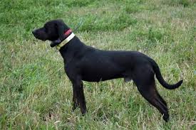 All Black Catahoula Leopard Dog Catahoula Leopard Dog Temperament Solid Black With Irish Spotting Catahoula Leopard Dog Catahoula Catahoula Leopard