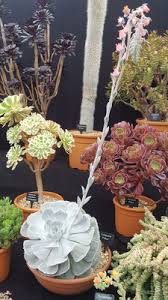 Image result for Oliverella rubroviridis