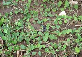 Image result for Cissampelos mucronata