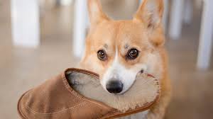 Subscribe now for unlimited access to verified professionals in any field Common Dog Behaviors And What They Mean Simplemost