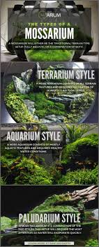 Mossarium Complete Care Guide How To Build Moss Terreriums Moss Terrarium Plants Terrarium