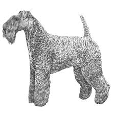 The kerry blue terrier originated from ireland in the mountainous region of county kerry dating back to the early 1800s. Kerry Blue Terriers Dog Breed Info Photos Common Names And More Embarkvet