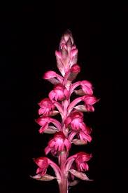 Image result for Satyrium coriophoroides