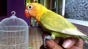 Jangan lupa untuk secara konsisten mengikuti panduan cara merawat lovebird biar cepat gacor seperti yang disebutkan. 8 Cara Mengetahui Umur Lovebird Arenahewan Com
