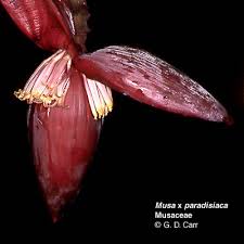 Image result for Musaceae