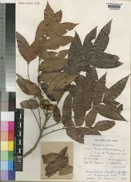 Image result for Macphersonia