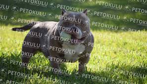 American Bully Ozellikleri Tarihcesi Ve Karakter Yapisi Kopek Turleri