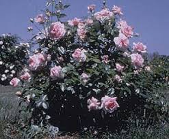 Data specific to roses (edit). Exploring Explorer Roses Landscape Ontario
