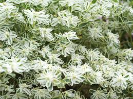This spreads out the flowering window and the workload, into much more manageable waves. The Best Self Sowing Annual Flowers