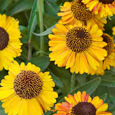 These magnificent flowers grow 18 to 24 inches in height and will spread 12 to 16 inches. 10 Easy Perennials Anyone Can Grow