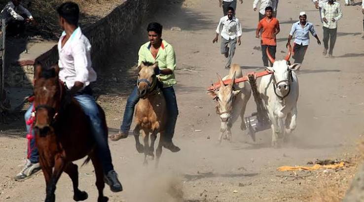 Bombay High Court restrains Maharashtra government from giving nod to bullock cart race | India News - The Indian Express