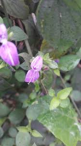 Image result for Dicliptera carvalhoi