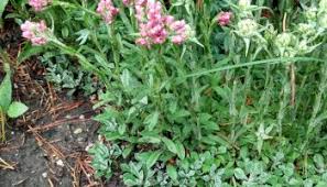 Image result for Xyris capnoides