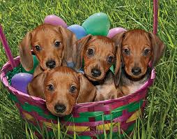 Welcome to debbie's dachshund puppies home. Puppies April 2009 Rescue Dachshund Dachshund Puppies Rescue Puppies Cute Puppies