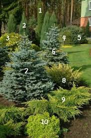 Our shrubs come in different colours and are suitable for walls and fences. 56 Small Evergreen Shrubs Ideas In 2021 Evergreen Shrubs Shrubs Garden Shrubs