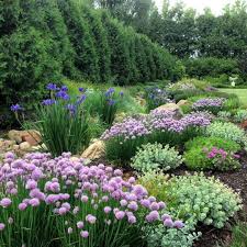 My Favorite Plant Combinations 34 Plants Beautiful Gardens Iris Garden