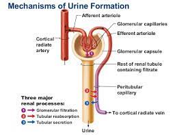 Explain The Mechanism Of Urine Formation A Plus Topper Mechanismofurineformation Basic Anatomy And Physiology Urinal Biochemistry
