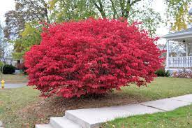 Why Won T Burning Bush Turn Red Reasons A Burning Bush Stays Green Burning Bush Plant Burning Bush Plants