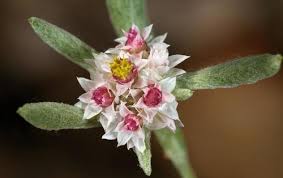 Image result for Helichrysum candolleanum