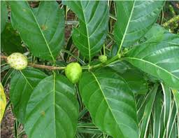 Image result for Morinda