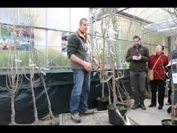 Taille Des Arbres Fruitiers Youtube Taille Arbre Fruitier Arbre Fruitier Fruitier