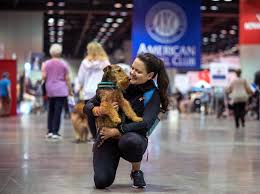 A Welsh Terrier at AKC Agility Invitationals