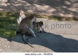 Tampermonkey is the most popular userscript manager, with over 10 million users. Long Tailed Macaque Monkeys Angkor Wat Siem Reap Cambodia Stock Photo Alamy