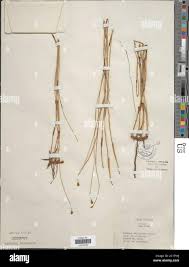 Image result for Fuirena abnormalis