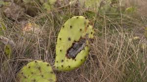 Prickly pear cactus (otherwise known as opuntia, indian fig, bunny ears, and more) is a beautiful prickly pear cactus is very forgiving. New Tool In The Fight Against Prickly Pear Youtube