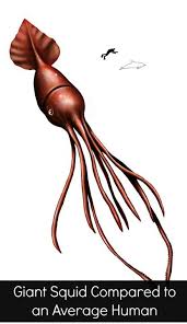 How Big Is A Colossal Squid Really Deep Sea News