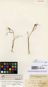 Image result for Hyparrhenia anthistirioides