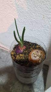 Bawang daun atau yang sering disebut juga dengan oncang, onclang, atau loyang merupakan tumbuhan jenis sayuran yang daunnya berwarna hijau, lunak, berbentuk bulat panjang. Panduan Menanam Bawang Merah Teratak Maya Tempatku Lepak