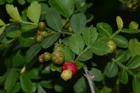 Image result for Harrisonia