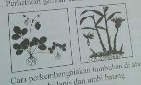 We did not find results for: Perhatikan Gambar Berikut Cara Perkembangbiakan Tumbuhan Di Atas Secara Berturut Turut Menggunakana Brainly Co Id