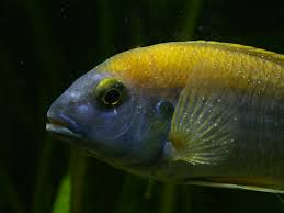 Since the fungus has already had time to settle into the water, your goal is going to be to help treat the fish and make sure the water quality is back to where it needs to be. Ichthyophthirius Multifiliis Wikipedia