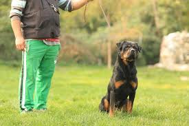 satilik egitimli rottweiler rottweiler kopek