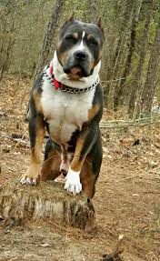 Brown brindle pits have black tiger stripes over a brown coat color. American Pit Bull Terrier Dog Breed Pictures 5