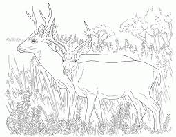 A beautiful picture of a deer for coloring. Mule Deer Coloring Page Coloring Home