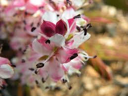 Image result for Cryptosepalum maraviense