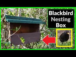 Image result for Flyte Blackbird Nest Box