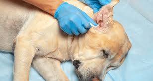 Ear Infections Faq S Cesar S Way If your dog has an ear infection and you are looking for a dog ear cleaning solution, you've come to the right place. ear infections faq s cesar s way