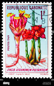 Image result for Aframomum polyanthum