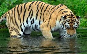 The Animal Blog A Tiger Cools Off In Water At The Zoo In Tiger Facts Animal Pictures Pictures Of The Week